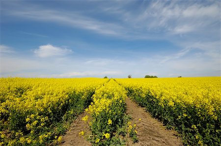 simsearch:400-04794343,k - Yellow rape field with blue and cloudy sky. Stock Photo - Budget Royalty-Free & Subscription, Code: 400-05388928
