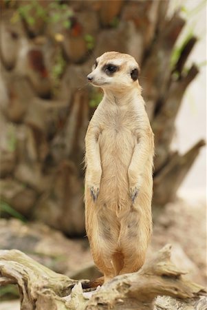 Meerkat or Suricata suricatta in the zoo Stock Photo - Budget Royalty-Free & Subscription, Code: 400-05380444