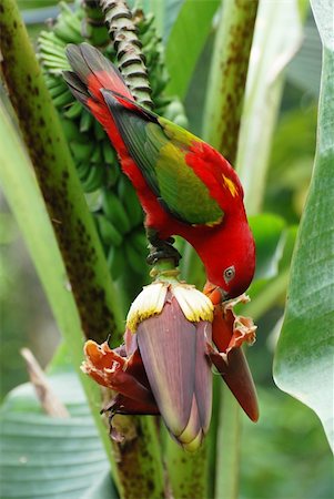 The red parrot eat a banana flower Stock Photo - Budget Royalty-Free & Subscription, Code: 400-05380449