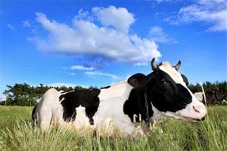 simsearch:400-05669603,k - A picture of a black and white cow lying on the field over blue sky Photographie de stock - Aubaine LD & Abonnement, Code: 400-05381324