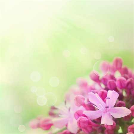 simsearch:400-06141235,k - Beautiful abstract floral background with pink flower buds and defocused lights. Border design in pink and green Stock Photo - Budget Royalty-Free & Subscription, Code: 400-05381631