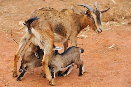 Mother goat feeding little goats Stock Photo - Budget Royalty-Free & Subscription, Code: 400-05382792