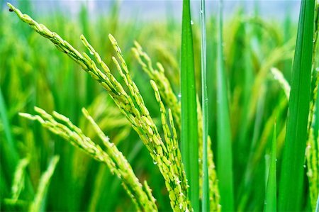 simsearch:841-07523710,k - close-up view of rice seedlings in China countryside Photographie de stock - Aubaine LD & Abonnement, Code: 400-05382804