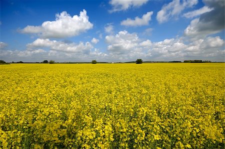 simsearch:400-04794343,k - Yellow rape field with blue and cloudy sky. Stock Photo - Budget Royalty-Free & Subscription, Code: 400-05383047