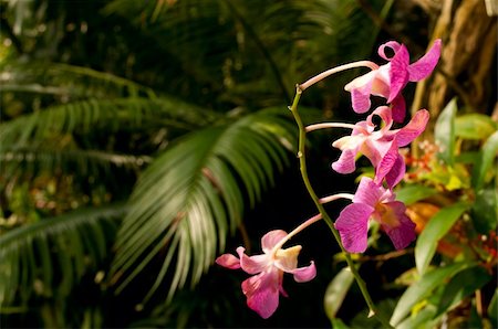 simsearch:400-04701752,k - Detail of Flowers Dense Tropical Rain Forest Photographie de stock - Aubaine LD & Abonnement, Code: 400-05383106