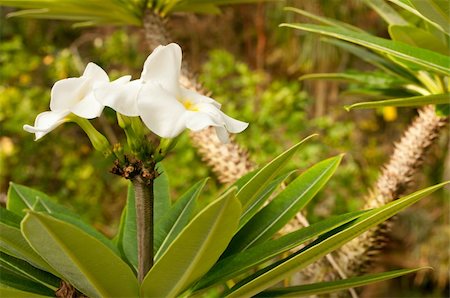 simsearch:400-04701752,k - White Flower in Dense Tropical Rain Forest Photographie de stock - Aubaine LD & Abonnement, Code: 400-05383107