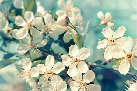 Flowers of the cherry blossoms on a spring day Stock Photo - Budget Royalty-Free & Subscription, Code: 400-05383599