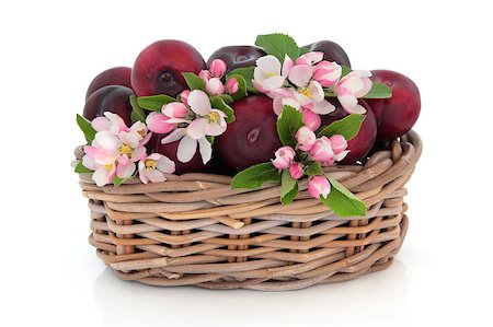 Plums with flower blossom in a rustic wicker basket isolated over white background,  Victoria variety. Foto de stock - Super Valor sin royalties y Suscripción, Código: 400-05664096