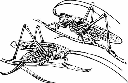 Two grasshoppers isolated on white Foto de stock - Super Valor sin royalties y Suscripción, Código: 400-05665013