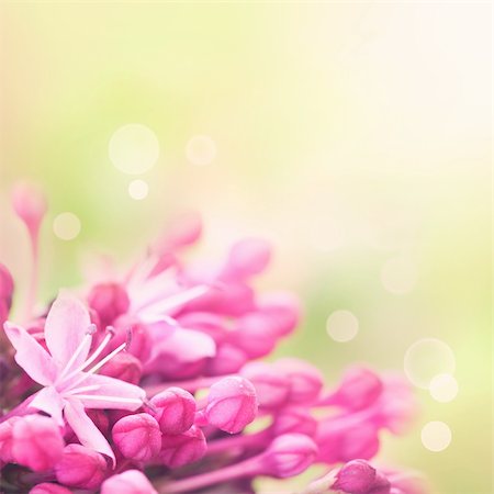 simsearch:400-06141235,k - Floral background Stock Photo - Budget Royalty-Free & Subscription, Code: 400-05665596