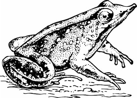 Frog rhinodermatinae isolated on white Stock Photo - Budget Royalty-Free & Subscription, Code: 400-05665813