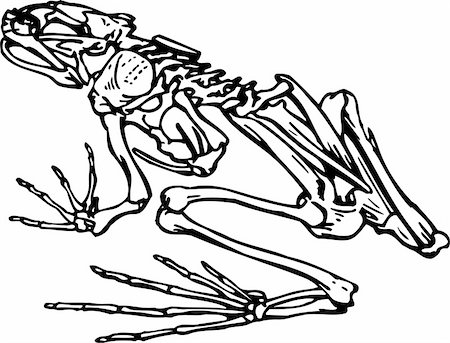 Skeleton of a frog isolated on white Stock Photo - Budget Royalty-Free & Subscription, Code: 400-05665917