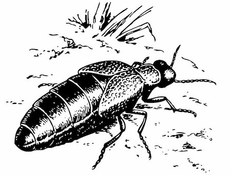 simsearch:400-04920020,k - Oil beetle Foto de stock - Super Valor sin royalties y Suscripción, Código: 400-05666354
