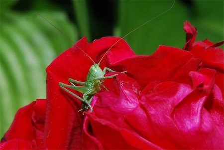 small green grasshopper comes from bleed red Stock Photo - Budget Royalty-Free & Subscription, Code: 400-05666538