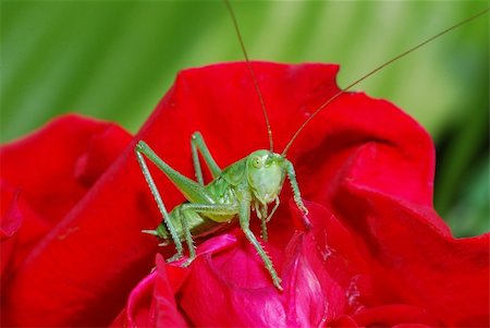 gruener grasshopper sits on a red rose and looks Photographie de stock - Aubaine LD & Abonnement, Code: 400-05667999