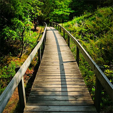 Wooden path through forest. Pinery provincial park, Ontario Canada Stock Photo - Budget Royalty-Free & Subscription, Code: 400-05669606