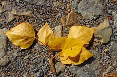 simsearch:400-05256623,k - Poplar twig with yellow leaves lying on the small pebble. Fall season Photographie de stock - Aubaine LD & Abonnement, Code: 400-05669913
