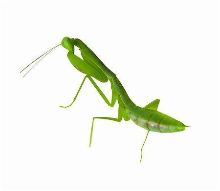 simsearch:400-04698964,k - praying mantis with isolated white background Photographie de stock - Aubaine LD & Abonnement, Code: 400-05663132