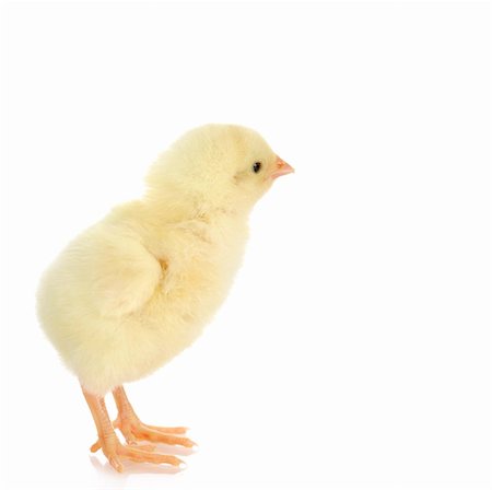 newborn chick standing isolated on white background Stock Photo - Budget Royalty-Free & Subscription, Code: 400-05663403