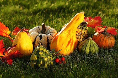 pumpkin fruit and his leafs - Still life of pumpkins for Thanksgiving Stock Photo - Budget Royalty-Free & Subscription, Code: 400-05674567