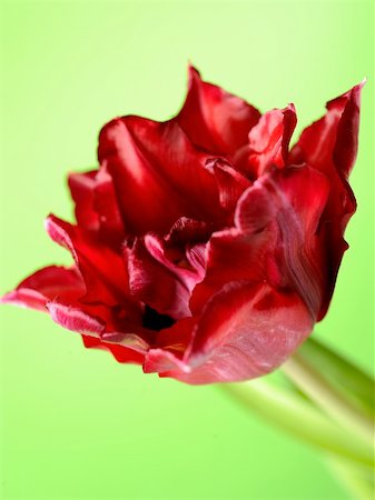 simsearch:649-07648640,k - Beautiful red tulip flower over light green background Stock Photo - Budget Royalty-Free & Subscription, Code: 400-05674596