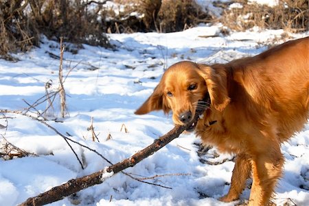 dog stick - orange young golden retriever dog playing with a stick at snow Stock Photo - Budget Royalty-Free & Subscription, Code: 400-05675574