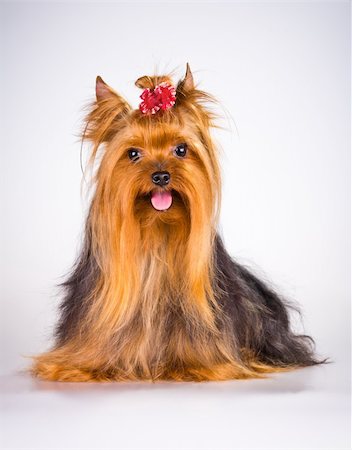 simsearch:400-04185637,k - Yorkshire Terrier on a light gray background Stock Photo - Budget Royalty-Free & Subscription, Code: 400-05675651