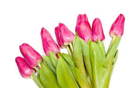 simsearch:400-04808821,k - Beautiful spring tulips bunch isolated over white background Foto de stock - Super Valor sin royalties y Suscripción, Código: 400-05675664