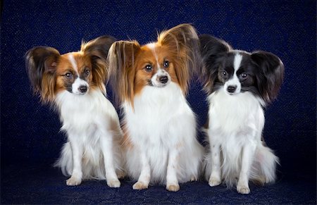 simsearch:400-06641109,k - Three dog breeds Papillon on dark blue background Stock Photo - Budget Royalty-Free & Subscription, Code: 400-05676047