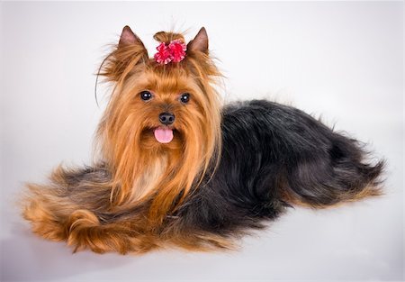 simsearch:400-04185637,k - Yorkshire Terrier on a light gray background Stock Photo - Budget Royalty-Free & Subscription, Code: 400-05676042