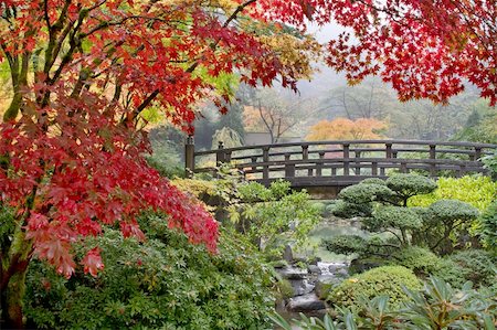 stream in garden - Japanese Maple Trees by the Bridge in Fall Foggy Morning Stock Photo - Budget Royalty-Free & Subscription, Code: 400-05676581