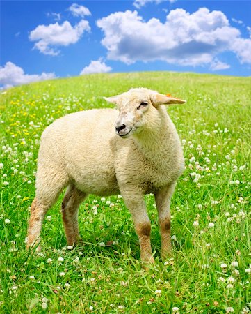 Cute happy sheep or lamb in green meadow Foto de stock - Super Valor sin royalties y Suscripción, Código: 400-05677126