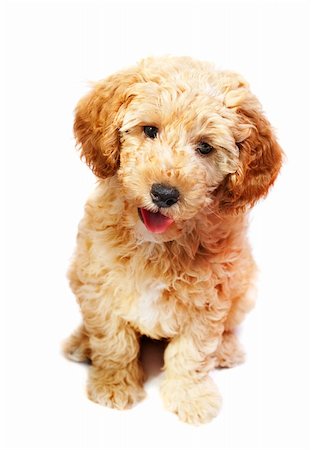 simsearch:400-04312760,k - Apricot poodle puppy isolated over white Stock Photo - Budget Royalty-Free & Subscription, Code: 400-05679012