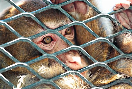 endangered animals monkeys - sad monkey in cage Stock Photo - Budget Royalty-Free & Subscription, Code: 400-05679511