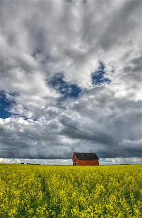 farmland saskatchewan - Canola Crop Canada and Red Barn Saskatchewan Stock Photo - Budget Royalty-Free & Subscription, Code: 400-05679693