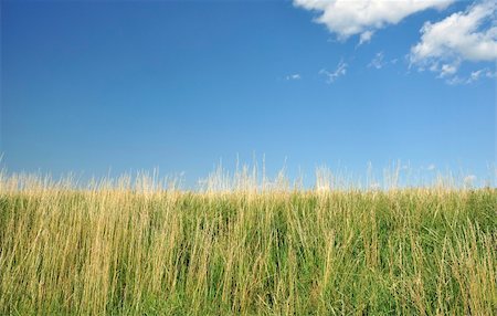 simsearch:400-05362449,k - Grass and the blue sky with a few of clouds Stock Photo - Budget Royalty-Free & Subscription, Code: 400-05671032