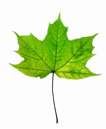 Beautiful fall leaf isolated over white background Stock Photo - Budget Royalty-Free & Subscription, Code: 400-05671076