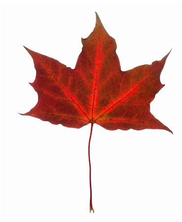 Beautiful fall leaf isolated over white background Stock Photo - Budget Royalty-Free & Subscription, Code: 400-05671078
