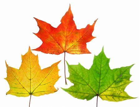 Beautiful fall leafs isolated over white background Stock Photo - Budget Royalty-Free & Subscription, Code: 400-05671080