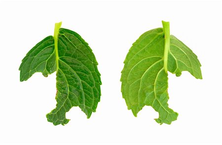 Slug damage of Hydrangea macrophylla leaf Stock Photo - Budget Royalty-Free & Subscription, Code: 400-05671128