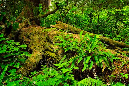 rainforest in canada - Lush foliage on fallen tree in temperate rain forest. Pacific Rim National Park, British Columbia Canada Stock Photo - Budget Royalty-Free & Subscription, Code: 400-05671188