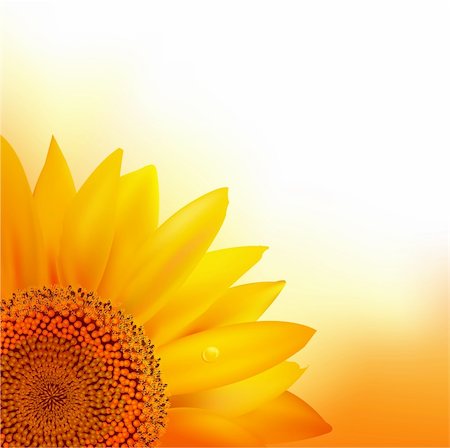 simsearch:400-05671297,k - Sunflower, Vector Illustration Stock Photo - Budget Royalty-Free & Subscription, Code: 400-05671297
