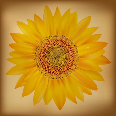 simsearch:400-05671297,k - Sunflower, Isolated On White Background, Vector Illustration Stock Photo - Budget Royalty-Free & Subscription, Code: 400-05671299