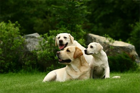 pavelshlykov (artist) - Three white dogs of a miscellaneous age pose on a lawn in park Stock Photo - Budget Royalty-Free & Subscription, Code: 400-05673643