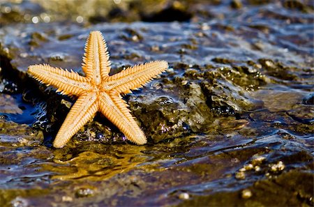 Starfish on the rock in the sea water,horizontal Stock Photo - Budget Royalty-Free & Subscription, Code: 400-05673674