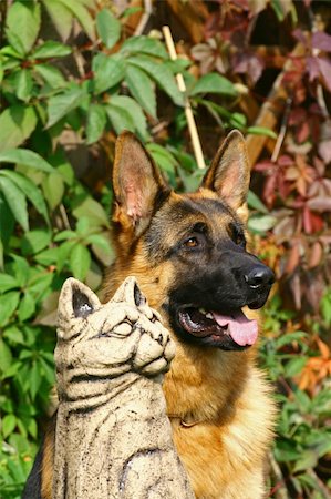 simsearch:400-05200802,k - German shepherd near to a statue of a cat Stock Photo - Budget Royalty-Free & Subscription, Code: 400-05673688