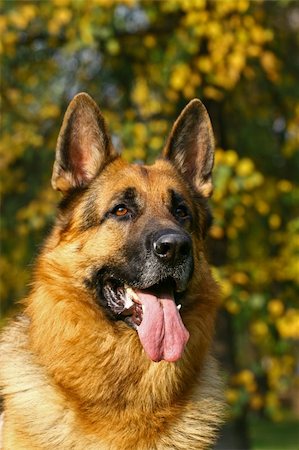 simsearch:400-05200802,k - Bright autumn portrate of german shepherd Stock Photo - Budget Royalty-Free & Subscription, Code: 400-05673691