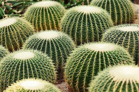 Cactus in Desert Stock Photo - Budget Royalty-Free & Subscription, Code: 400-05684556