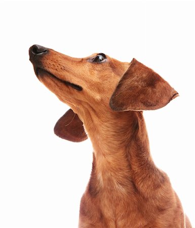 simsearch:400-05241006,k - dachshund looking to top Stock Photo - Budget Royalty-Free & Subscription, Code: 400-05684570
