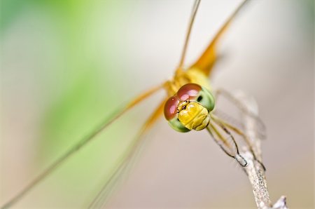 simsearch:400-04710191,k - dragonfly in garden or in green nature Stock Photo - Budget Royalty-Free & Subscription, Code: 400-05687844